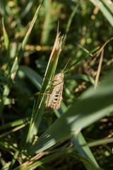 Locust are sitting in the grass on the lawn. Locust, acrides - several species of insects of the family of true locusts (Acrididae).