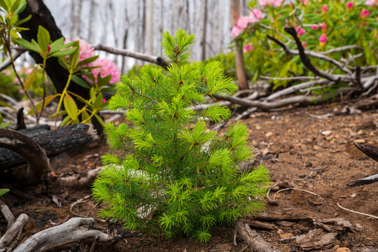 Douglas Fir (Pseudotsuga menziesii) seedling and Rodedendron growing near the Pacific Crest Trail near Mt Jefferson Oregon seven years after the Whitewater Fire of 2017 burned over 14,000 acres.