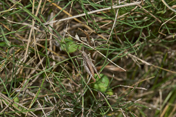 Locust are sitting in the grass on the lawn. Locust, acrides - several species of insects of the family of true locusts (Acrididae).