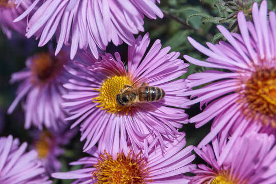 The bee (lat. Anthophila) collects nectar and pollen from the flowers of the perennial aster. Autumn.