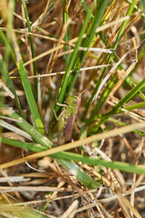 Locust are sitting in the grass on the lawn. Locust, acrides - several species of insects of the family of true locusts (Acrididae).