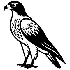 Fierce Majesty: Hawk in Full Glory vector silhouette 