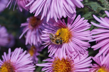 Obraz premium The bee (lat. Anthophila) collects nectar and pollen from the flowers of the perennial aster. Autumn.