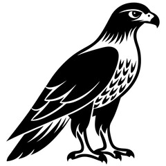 Fierce Majesty: Hawk in Full Glory vector silhouette 