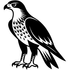 Fierce Majesty: Hawk in Full Glory vector silhouette 