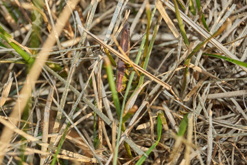 Locust are sitting in the grass on the lawn. Locust, acrides - several species of insects of the family of true locusts (Acrididae).