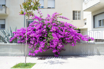 Beautiful Bougainvillea plant in home garden in Zadar, Croatia