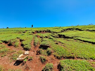 Formação de voçoroca e ravina devido à erosão pluvial em uma área degradada de uma fazenda.