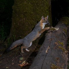 Grey Fox (Urocyon cinereoargenteus) crossing a log at night. Western Oregon.