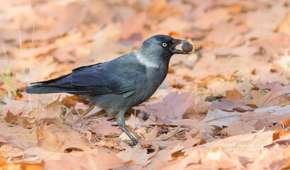 blackbird on the branch