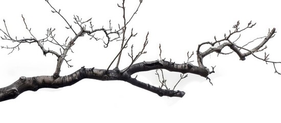 Obraz premium Isolated Tree Branch on White Background