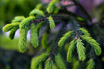 The branches of a fir tree with cones. Bright and colorful needles and cones in the forest.