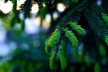 The branches of a fir tree with cones. Bright and colorful needles and cones in the forest.