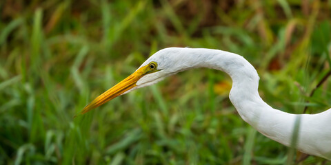 Fototapeta premium Great White Egret (Casmerodius albus) hunting at Finley National Wildlife Refuge, Oregon