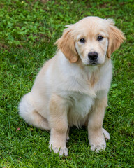 golden retriever puppy