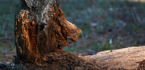 Trees with bizarre shapes