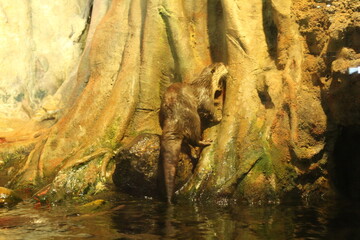 Lutra cinerea, Aonyx cinereus or Amblonyx cinereus sits on the trunk of a tree from the side view from the back