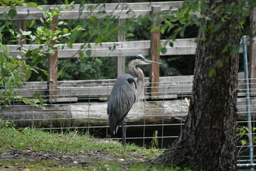 Great blue heron standing in front of fencw
