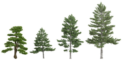 3d illustration Pinus trees on transparent background