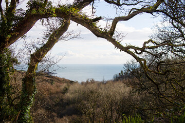 Forest looking through tree tops with sea in the distance