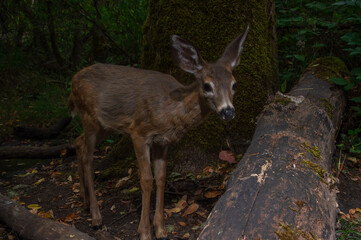 Black-tailed Deer yearling (Odocoileus hemionus) crossing a log at night in Western Oregon.