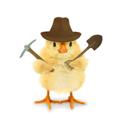 Cute cool chick adventurer explorer treasure hunter with fedora hat and pickaxe spade tools funny conceptual image 