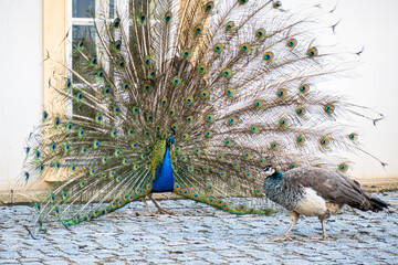 Balzender blauer Pfau