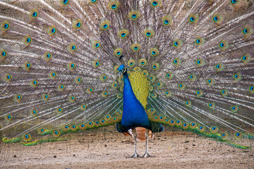 Obraz premium Blauer Pfau