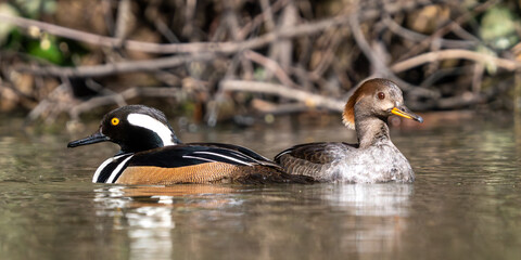 Male and Female Hooded Mergansers (Lophodytes cucullatus) with crests down. Western Oregon.