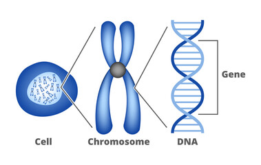 Vector scientific diagram – from Gene to DNA (Deoxyribonucleic Acid) to chromosome to nucleus and cell. Four bases of DNA – Adenine, Cytosine, Thymine, Guanine. Genes are contained in chromosomes.