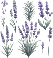 Set with lavender in watercolor style. Lavender branches