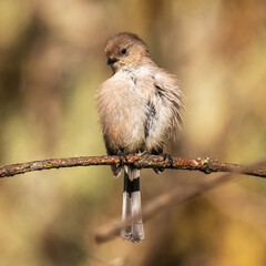 Bushtit (Psaltriparus minimus) fluffing breast feathers in the morning sun.