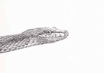 Pen and ink drawing of a snake