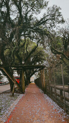 flowers on the ground in Curitiba