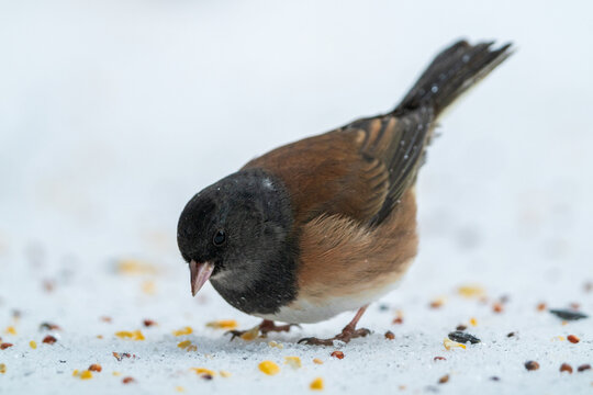 Dark-eyed Junco (Junco hyemalis) eating bird seed during winter.