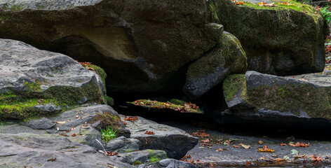 Rocks along a stream in the Oregon Coast Range.