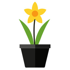 Minimal Daffodil Plant in Black Pot.