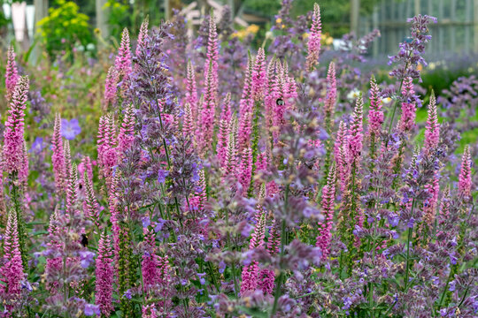 pollinators