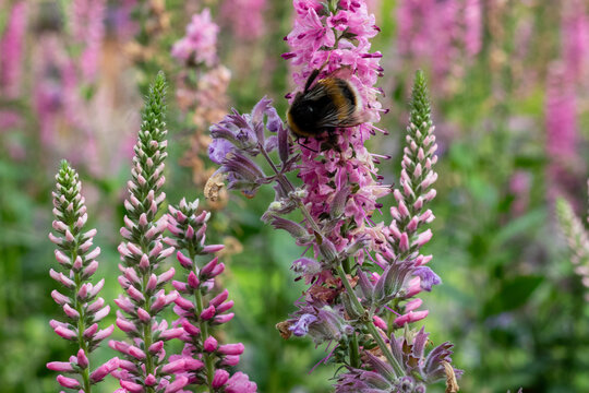 pollinators