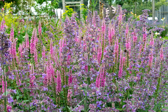 pollinators