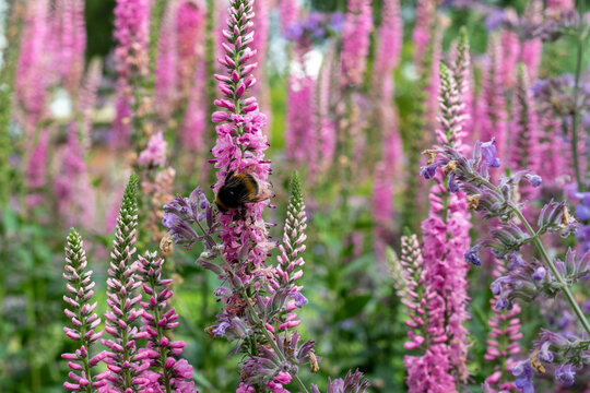 pollinators