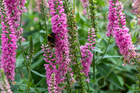 pollinators