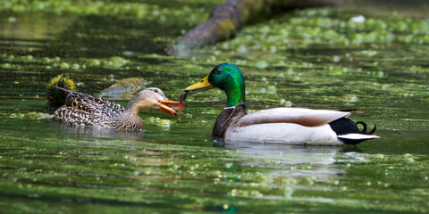 Male Mallard (Anas platyrhynchos) offering a tadpole to his mate during springtime. Western Oregon.