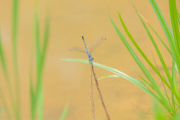 Grass and dragonflies