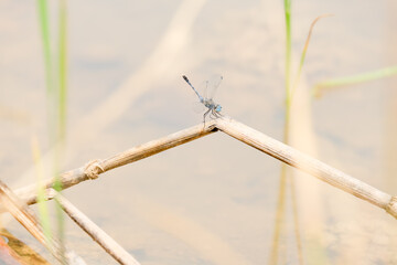 dragonfly on a tree