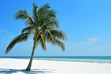 Obraz premium A single palm tree standing tall on a vast white sandy beach, perfect for a tropical getaway or summer vacation