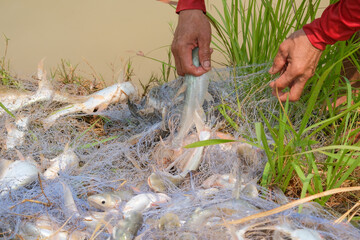 hand holding a fish