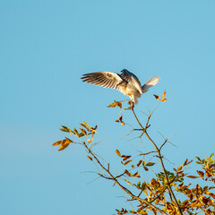 White-tailed Kite (Elanus leucurus).Finley National Wildlife Refuge, Oregon