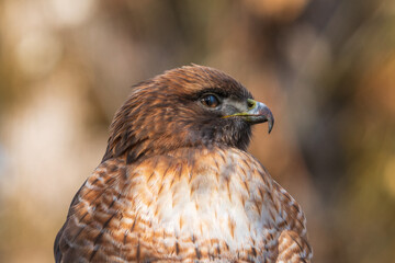 Red-tailed Hawk (Buteo jamaicensis) with  nictitating membrane eyelid partially closed while he keeps watch for prey during the Fall in Western Oregon.