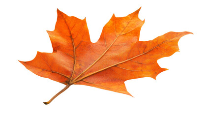 Fototapeta premium Autumn leaf transparent background